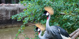 Cocorul încoronat (Balearica regulorum), o pasăre sedentară