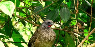 Cocoșul hoco pitic (Ortalis motmot), o pasăre de vânat