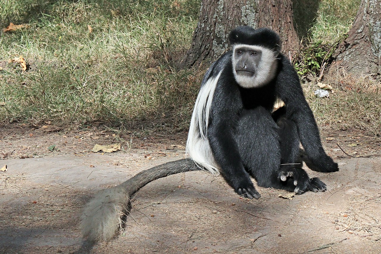 Colobus estic alb cu negru (Colobus guereza), o maimuță arboricolă diurnă