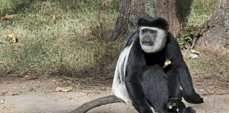 Colobus estic alb cu negru (Colobus guereza), o maimuță arboricolă diurnă