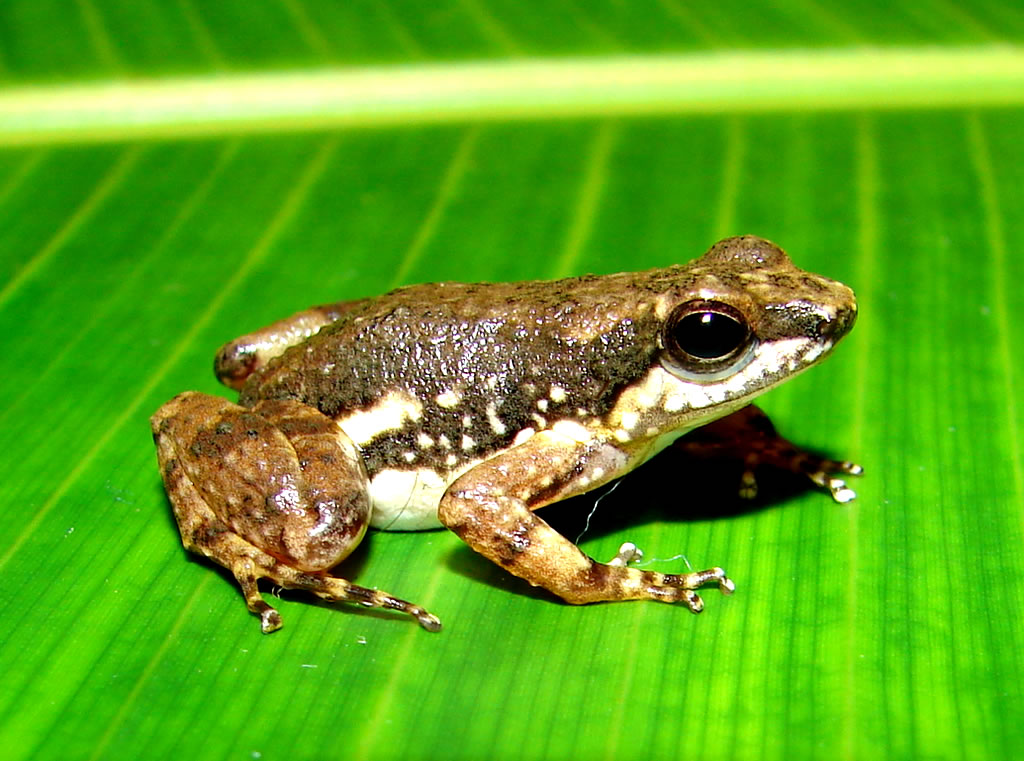 Colostethus inguinalis, Foto: aprendeenlinea.udea.edu.co