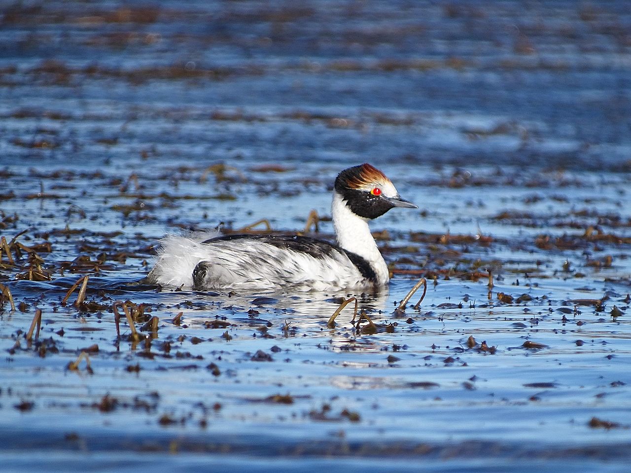 Corcodelul cu glugă (Podiceps gallardoi), păsări acvatice