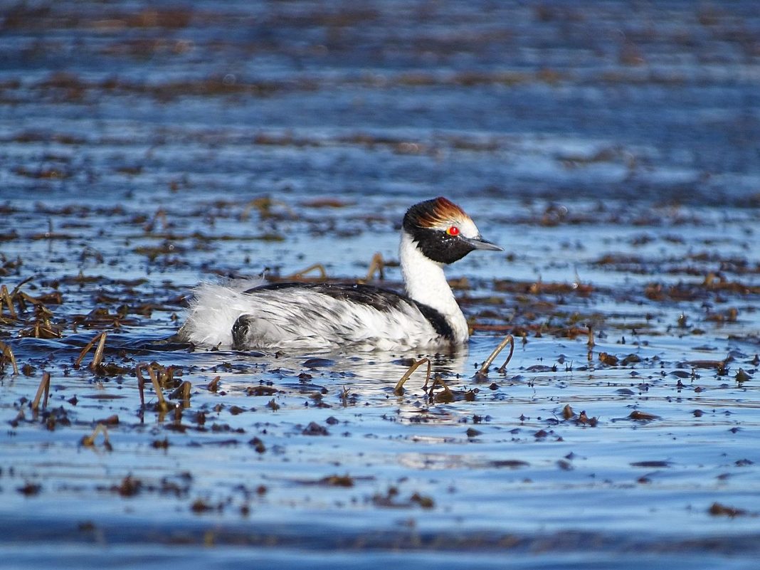 Corcodelul cu glugă (Podiceps gallardoi), păsări acvatice Corcodelul cu glugă (Podiceps gallardoi), păsări acvatice