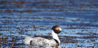 Corcodelul cu glugă (Podiceps gallardoi), păsări acvatice