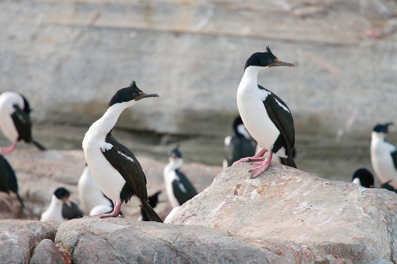 Cormoranul cu ochi albaștri (Phalacrocorax atriceps), o pasăre marină