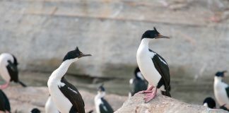 Cormoranul cu ochi albaștri (Phalacrocorax atriceps), o pasăre marină