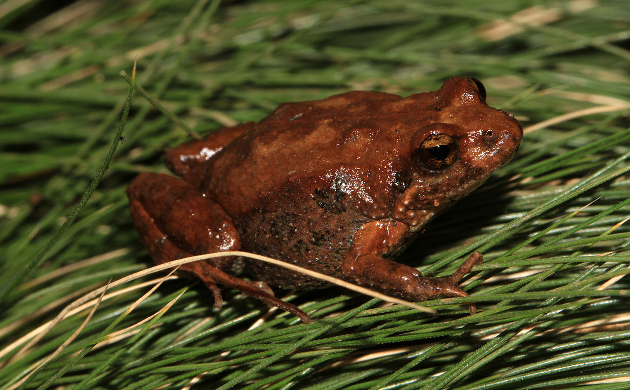 Crinia insignifera, broasca australiană mică