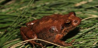 Crinia insignifera, broasca australiană mică