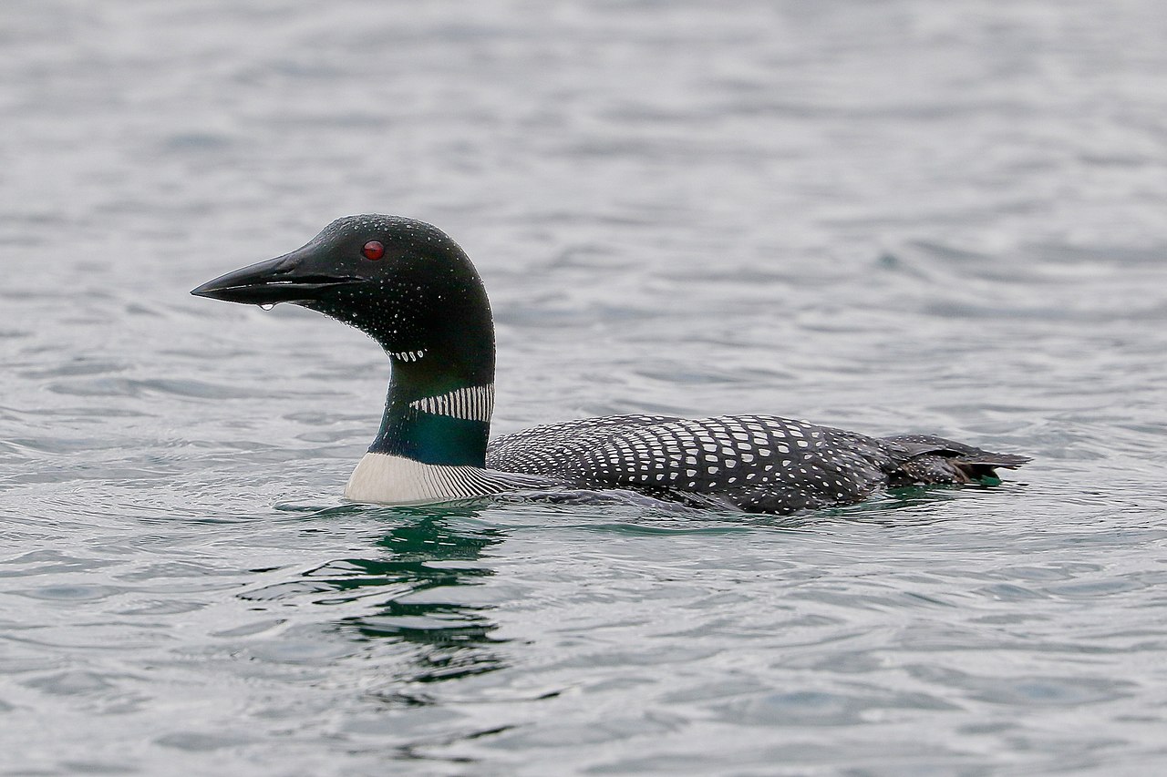 Cufundacul glacial (Gavia immer), pasăre acvatică din Groenlanda