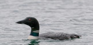 Cufundacul glacial (Gavia immer), pasăre acvatică din Groenlanda