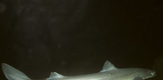 Câinele de mare (Squalus acanthias), o specie de rechini mici