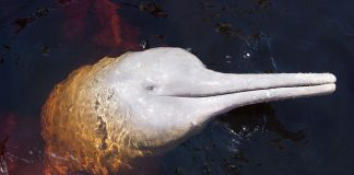 Delfinul de Amazon (Inia geoffrensis), prezent doar în apele dulci