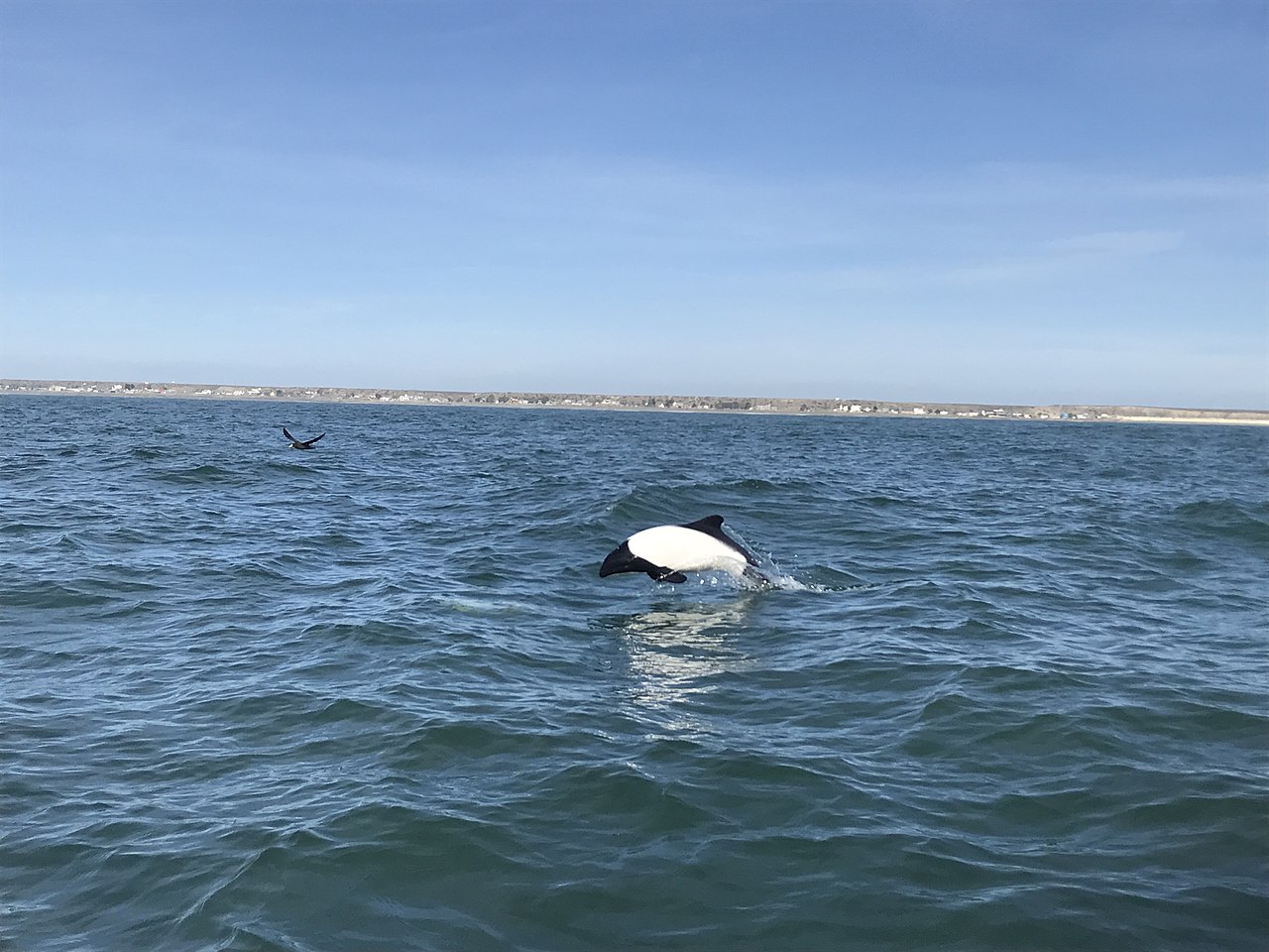 Delfinul lui Cammerson (Cephalorhynchus commersonii) se aseamăna cu balena ucigașă