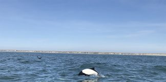 Delfinul lui Cammerson (Cephalorhynchus commersonii) se aseamăna cu balena ucigașă