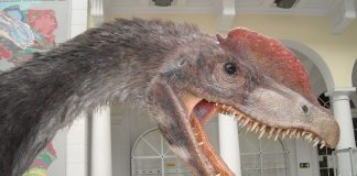 Dilophosaurus, primul dinozaur carnivor descoperit în America