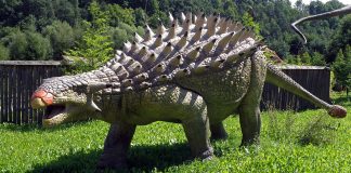 Dinozaurul Ankylosaurus, șopârla strânsă în chingi din Cretacicul superior