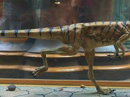 Dinozaurul Compsognathus un carnivor biped din Jurasicul superior