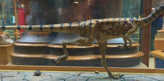 Dinozaurul Compsognathus un carnivor biped din Jurasicul superior