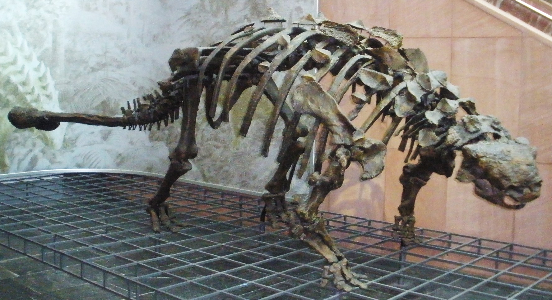 Dinozaurul Euoplocephalus, o șopârlă cu măciucă