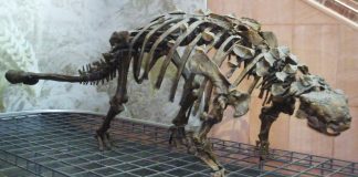 Dinozaurul Euoplocephalus, o șopârlă cu măciucă