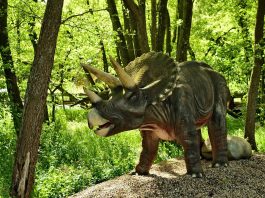 Dinozaurul Triceratops, avea capul cu trei coarne din Cretacicul superior