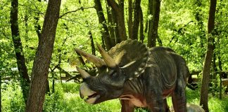 Dinozaurul Triceratops, avea capul cu trei coarne din Cretacicul superior