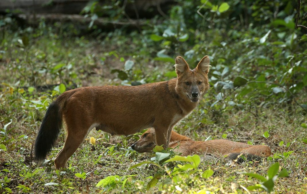 Dolul (Cuon alpinus) – Câinele roșu asiatic