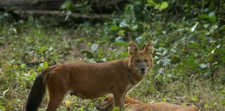 Dolul (Cuon alpinus) – Câinele roșu asiatic