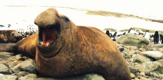 Elefantul de mare sudic (Mirounga leonina), află totul despre această focă