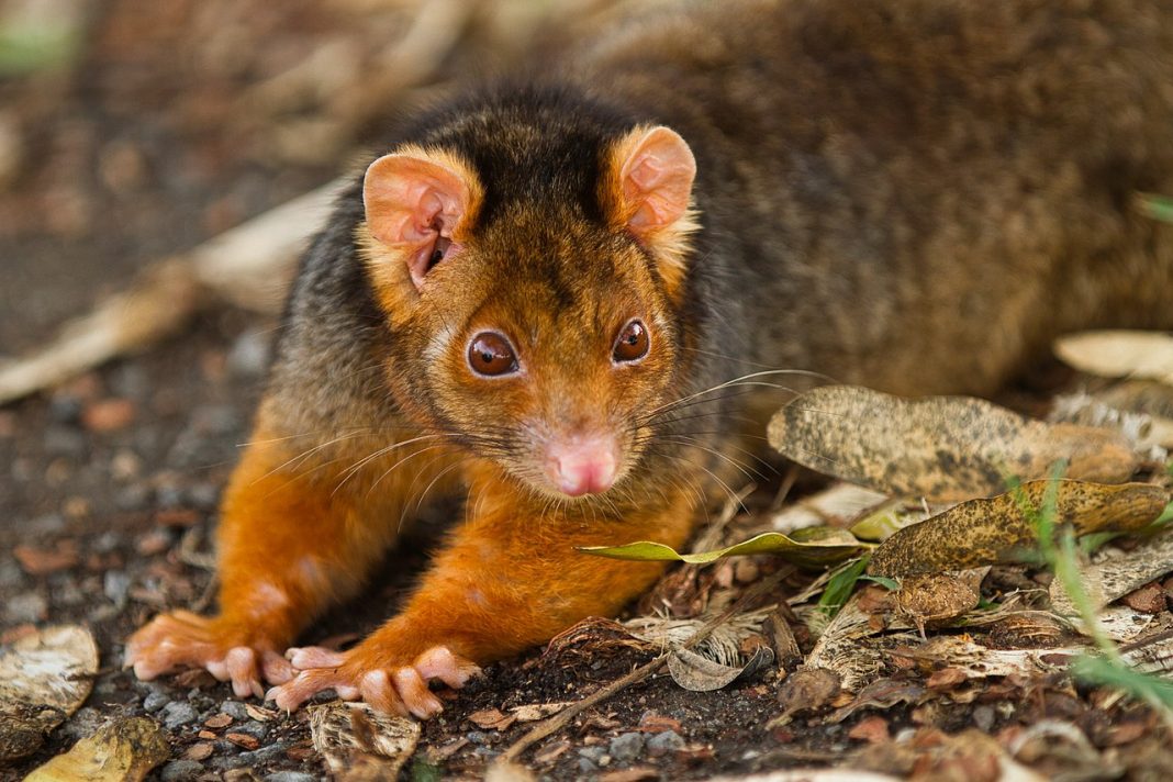 Falangerul comun (Pseudocheirus peregrinus), un mamifer marsupial