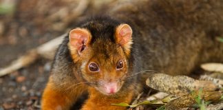 Falangerul comun (Pseudocheirus peregrinus), un mamifer marsupial