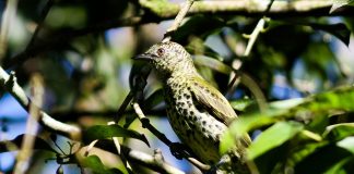 Familia Oxyruncidae, conține păsări cu cioc ascuțit