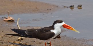 Forfecarul african (Rynchops flavirostris), o pasăre sedentară