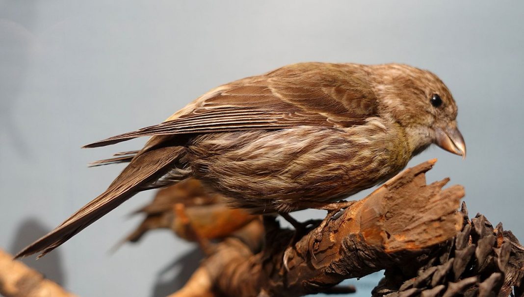 Forfecuța (Loxia curvirostra), cu ciocul gros și puternic