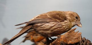 Forfecuța (Loxia curvirostra), cu ciocul gros și puternic