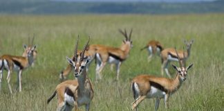 Gazela lui Thomson (Gazella thomsonii), un mamifer copitat de talie mică