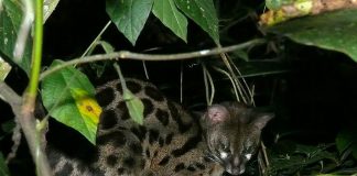 Geneta cu pete mici (Genetta genetta), un mamifer carnivor