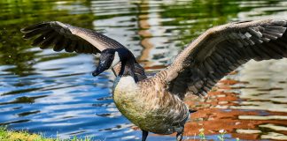 Gâsca de Canada (Branta canadensis), o pasăre migratoare din America
