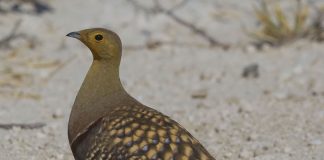 Găinușa de nisip Namaqua (Pterocles namaqua), o pasăre cât un porumbel care nu migrează