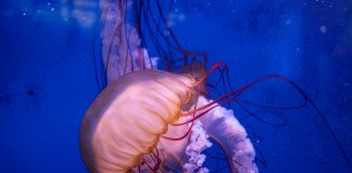 Hidrozoare, animale acvatice ca trăiesc în toată lumea