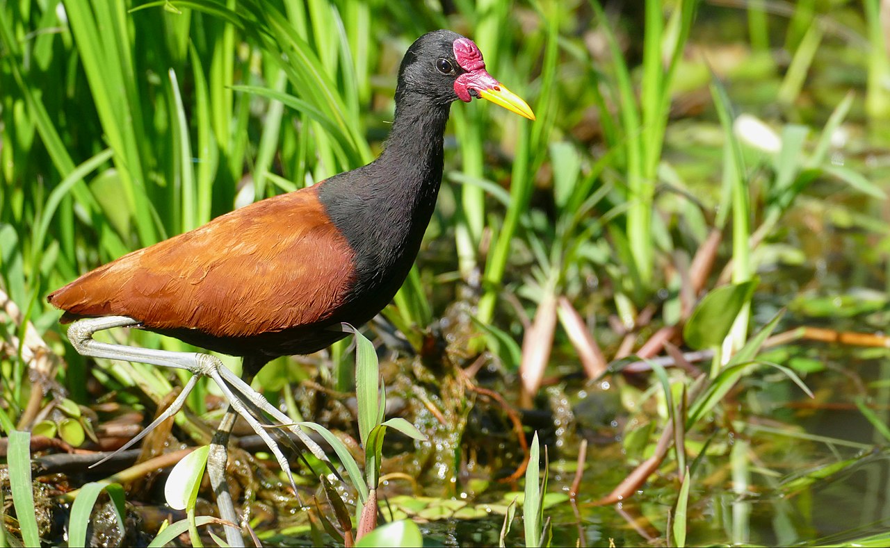 Jacana motata