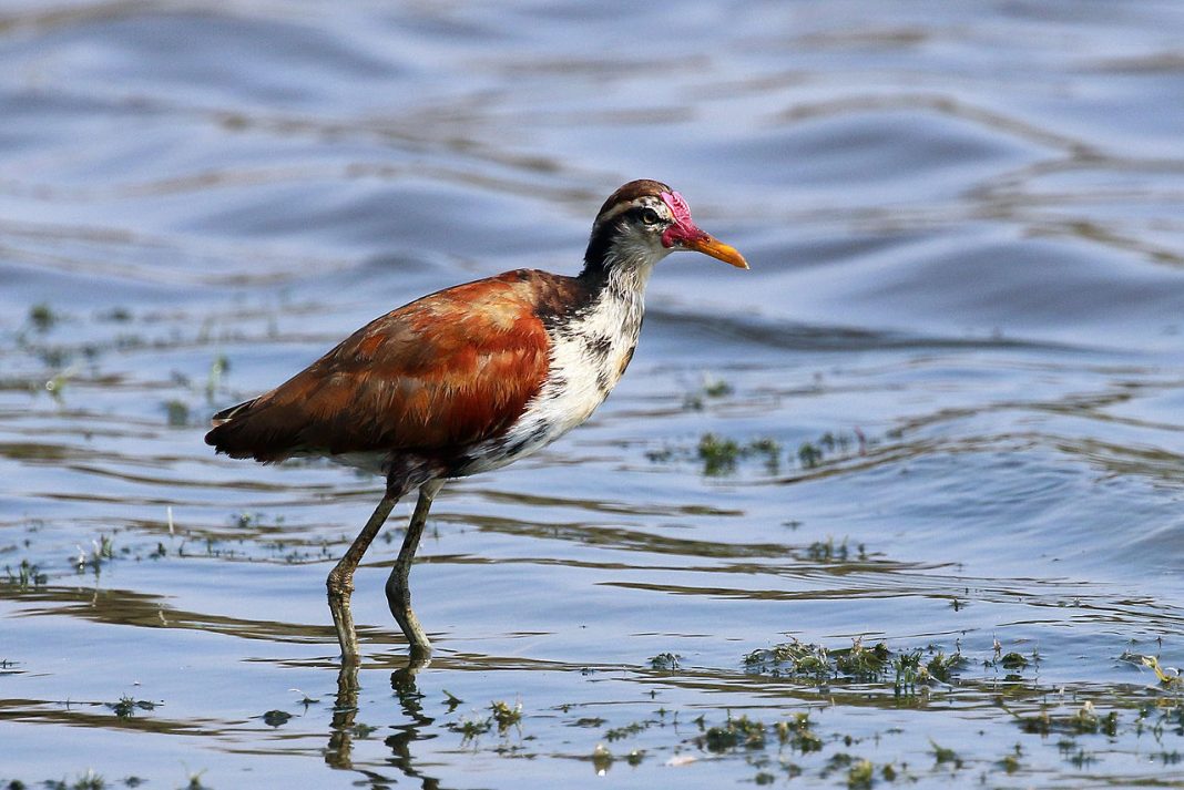 Jacana motata (Jacana jacana), o pasăre nemigratoare acvatică
