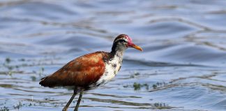 Jacana motata (Jacana jacana), o pasăre nemigratoare acvatică