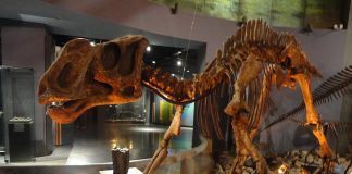 Kritosaurus, dinozaurul cretacic cu cioc de rață