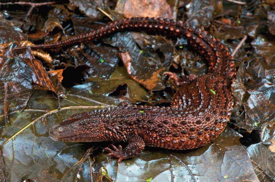 Lanthanotus borneensis, Foto: newsweek.com