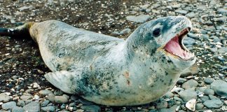 Leopardul de mare (Hydrurga leptonyx), un mare prădător de animale cu sânge cald