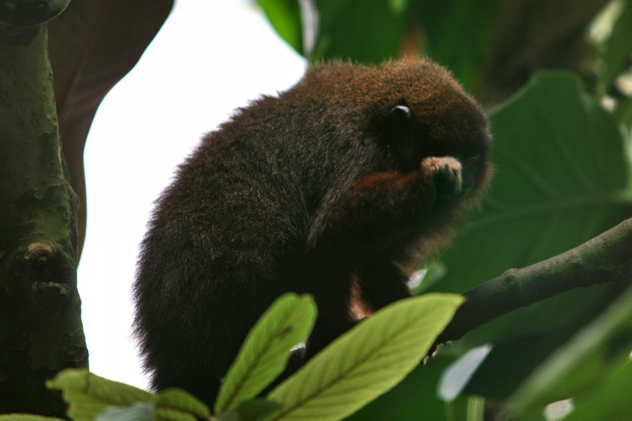 Maimuța titi întunecată (Callicebus moloch), o primată ce preferă regiunile împădurite