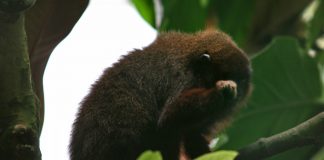 Maimuța titi întunecată (Callicebus moloch), o primată ce preferă regiunile împădurite