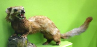 Mustelide carnivore, dihorul marmorat (Vormela peregusna)