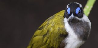 Mâncătorul de miere cu fața albastră (Entomyzon cyanotis), o pasăre migratoare